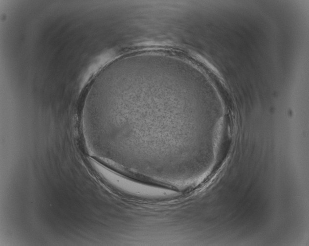 X0000062131357200512161141