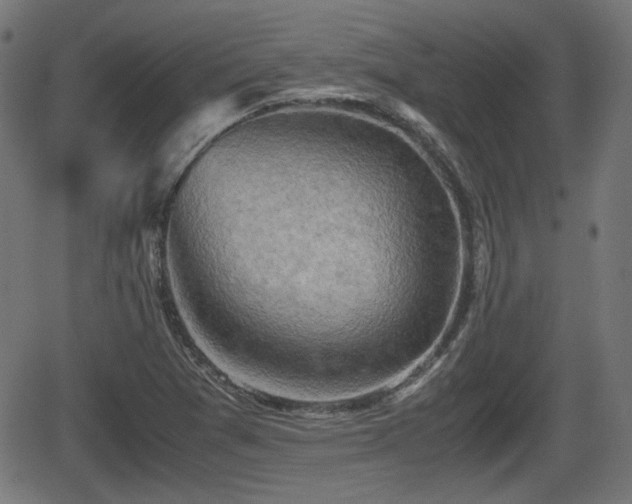 X0000062131361200512161141