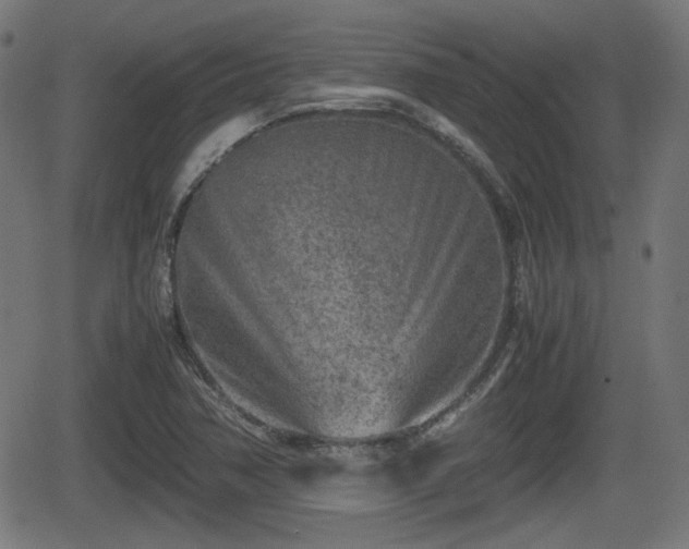 X0000062131362200512161141