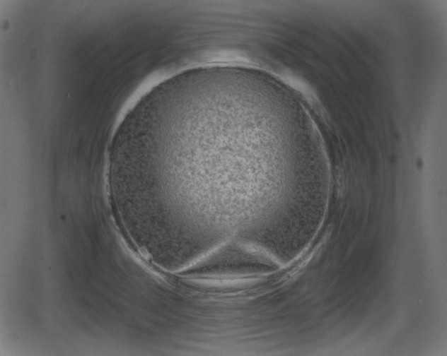 X0000062131374200512161141