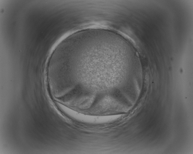 X0000062131375200512161141