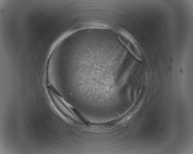 X0000062131379200512161141