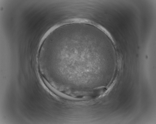 X0000062131381200512161141