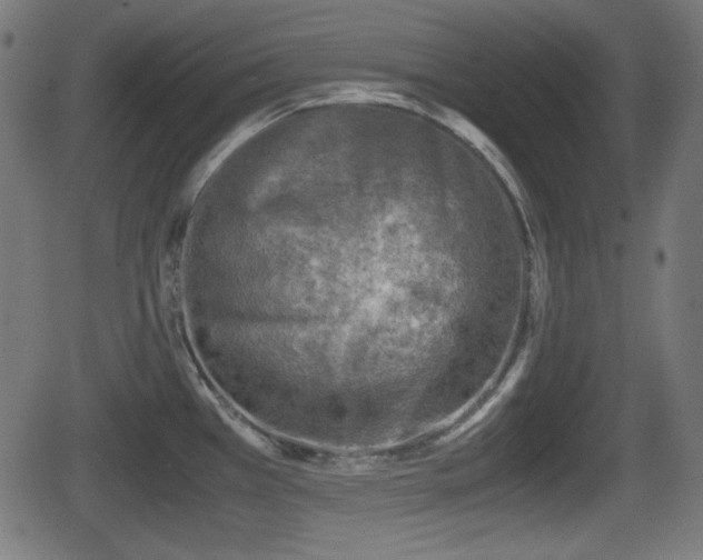 X0000062131385200512161141