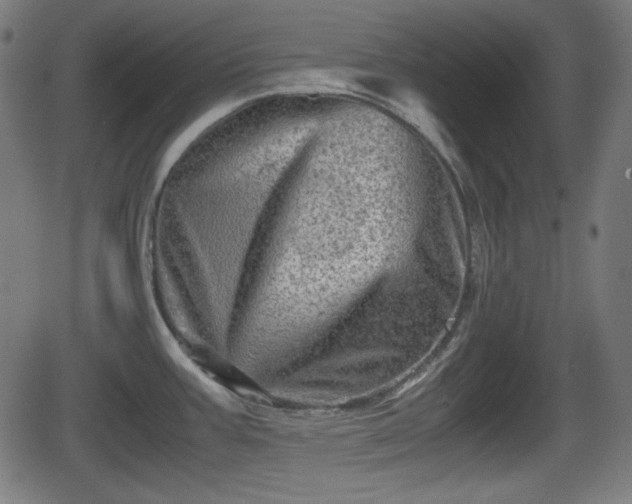 X0000062131387200512161141