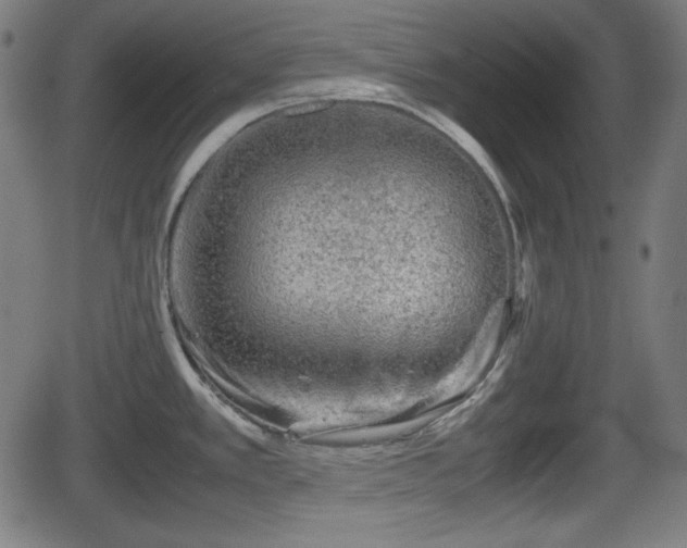 X0000062131389200512161140