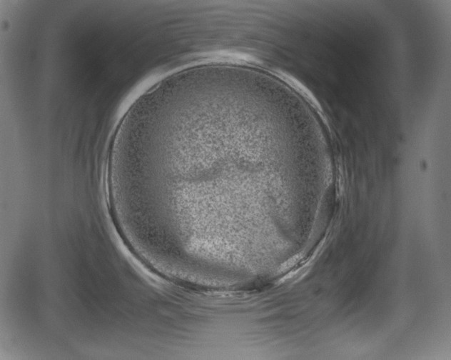 X0000062131391200512161140