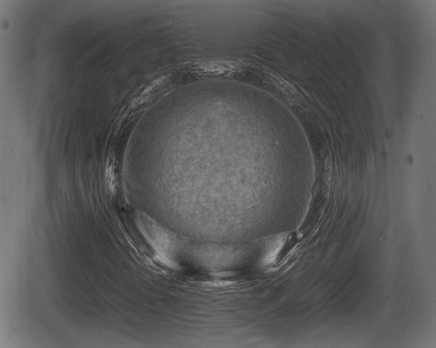 X0000062131394200512161140