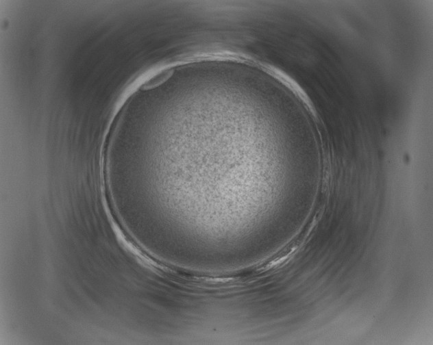 X0000062131439200512161140