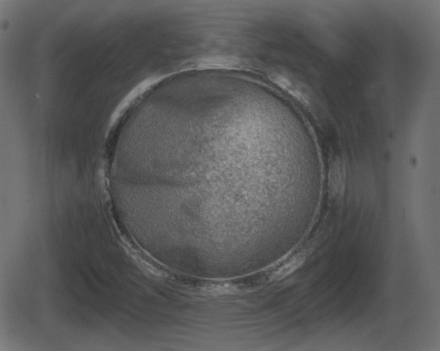 X0000062131454200512161139