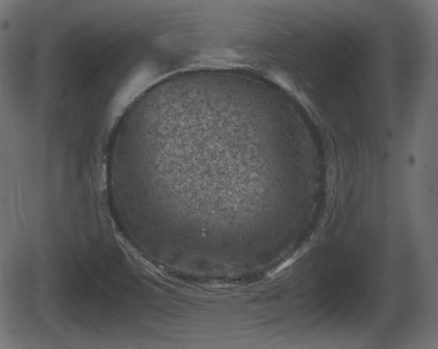 X0000062131459200512161139