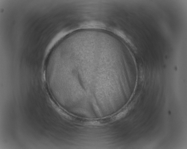 X0000062131462200512161139