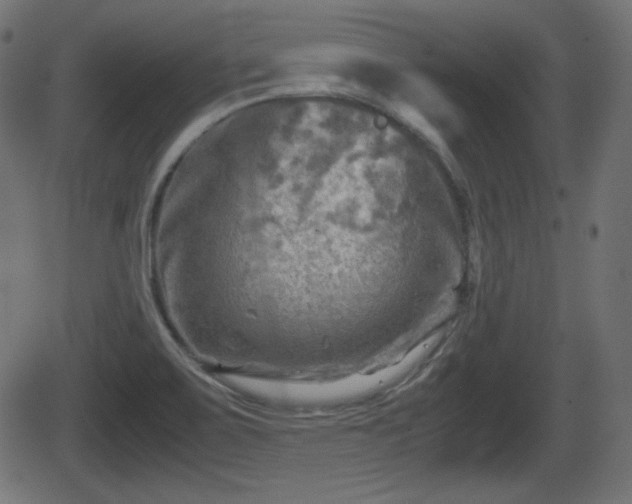 X0000062131467200512161139