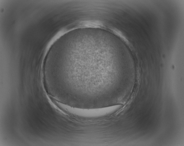 X0000062131471200512161139