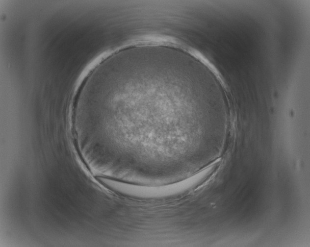 X0000062131477200512161139