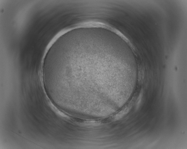 X0000062131478200512161139