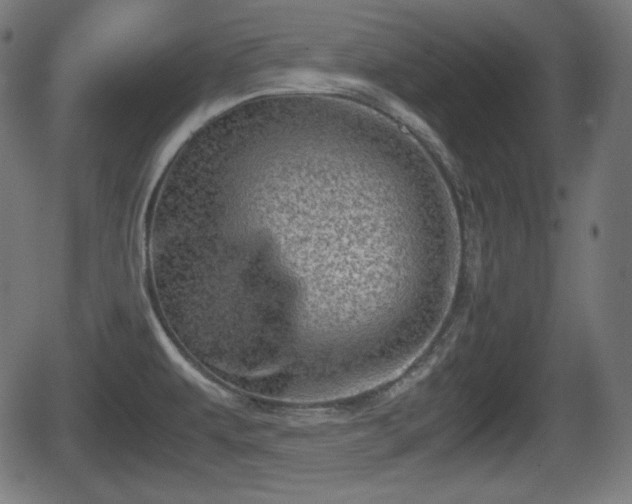 X0000062131479200512161139