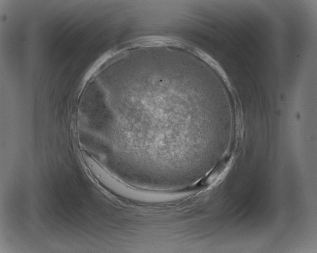 X0000062131481200512161139