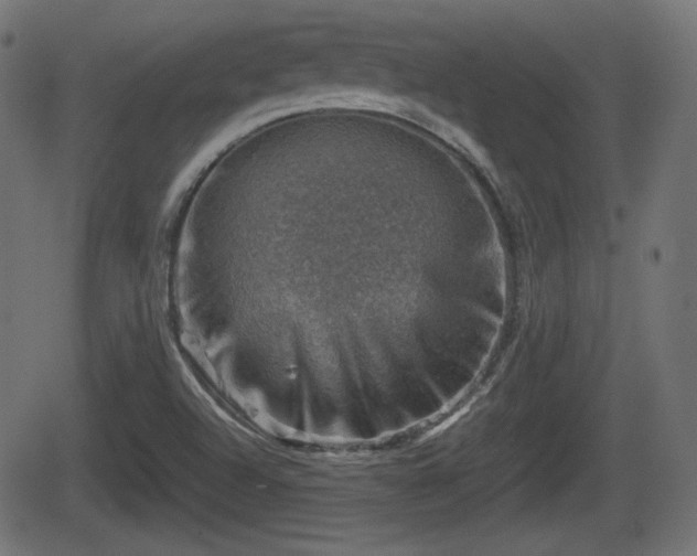 X0000062131504200512161138