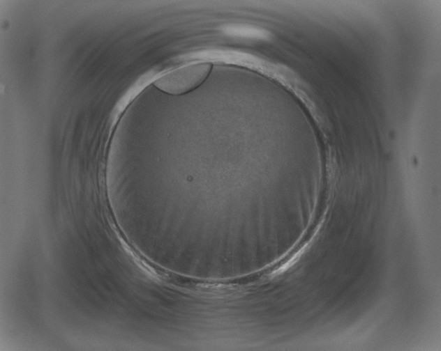 X0000062131529200512161139