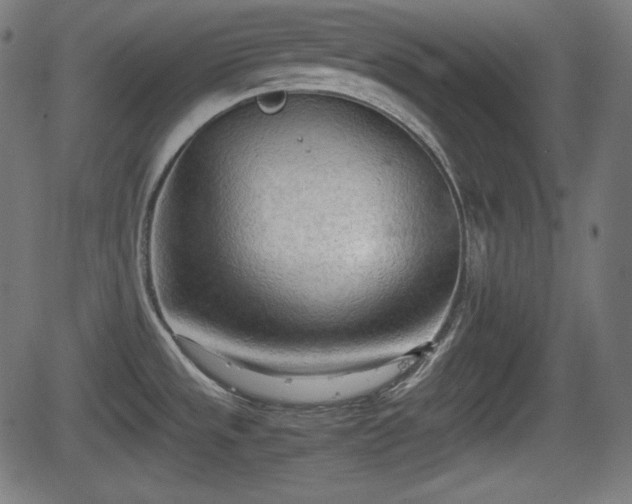 X0000062131533200512161139