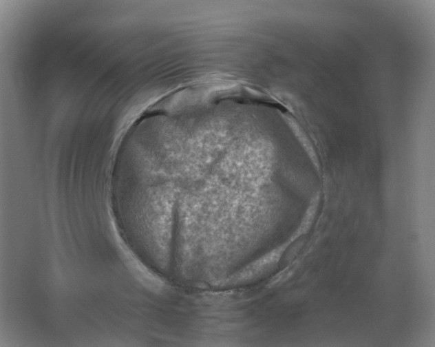 X0000062130049200512231449