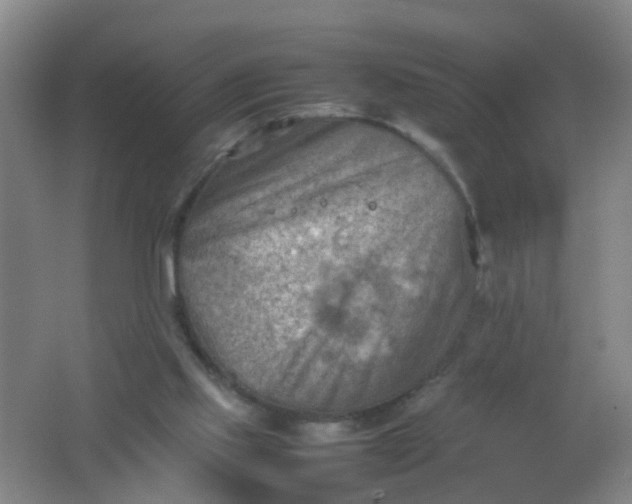 X0000062130061200512231449