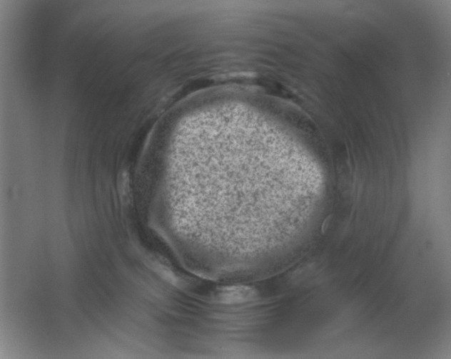 X0000062130087200512231449