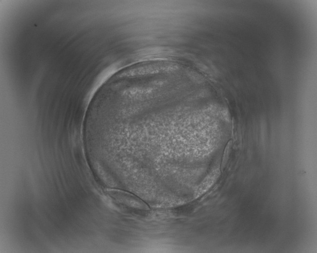 X0000062130099200512231449