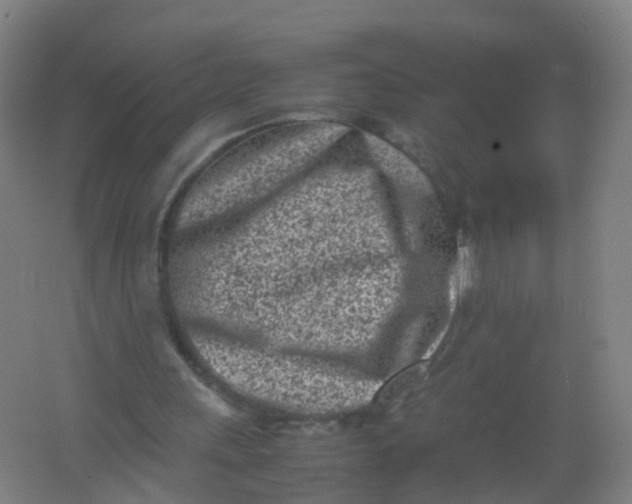 X0000062130243200512231445