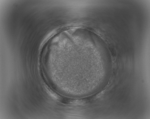 X0000062130293200512231445