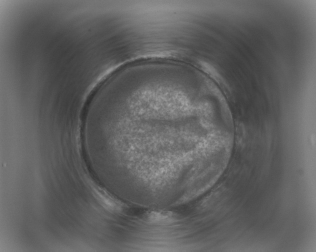 X0000062130346200512231444