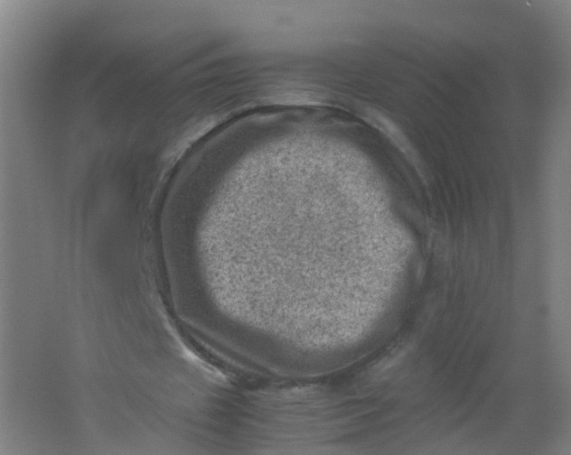 X0000062130433200512231442