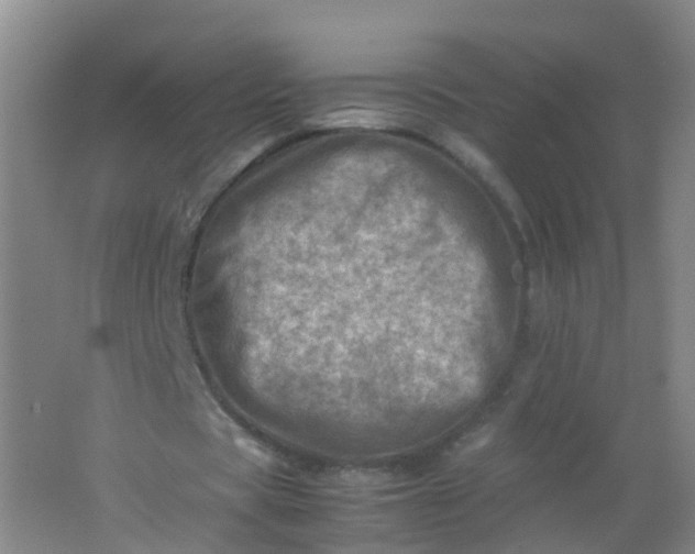 X0000062130529200512231440