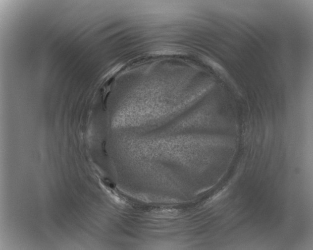 X0000062130833200512231435