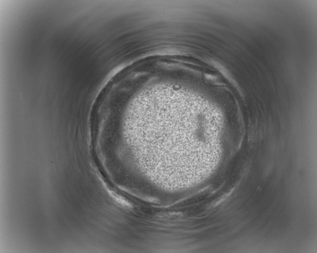 X0000062130837200512231436