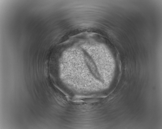 X0000062130868200512231435