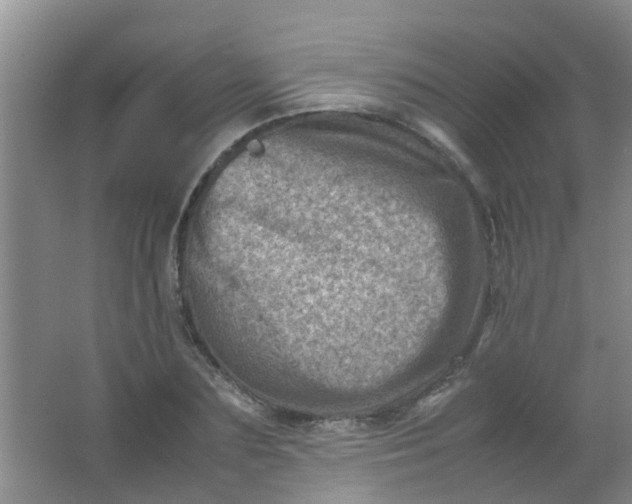 X0000062130883200512231435