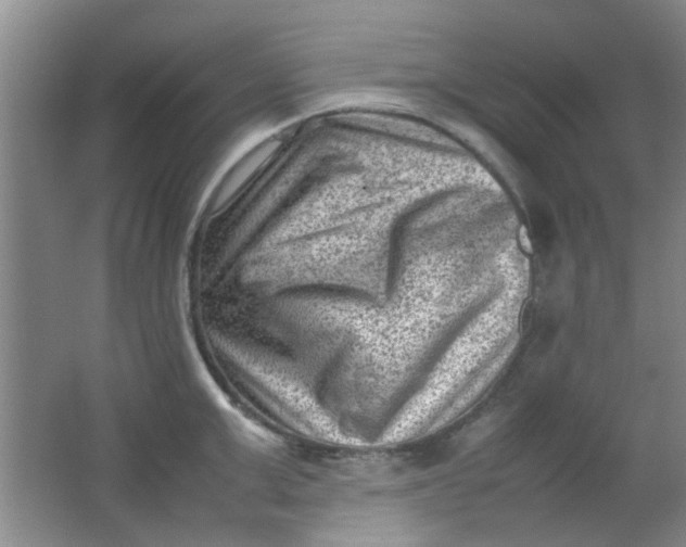 X0000062130999200512231433