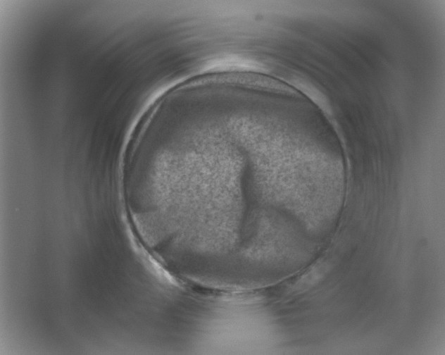 X0000062131008200512231433