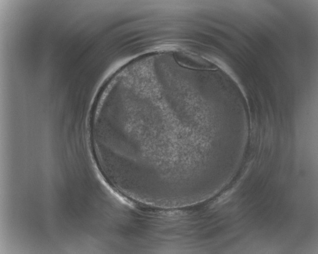 X0000062131045200512231432