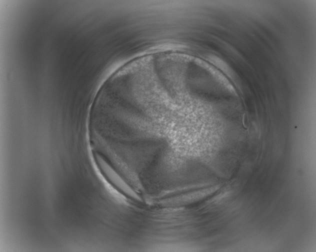 X0000062131055200512231433