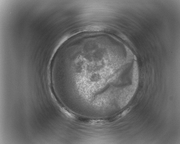 X0000062131083200512231431