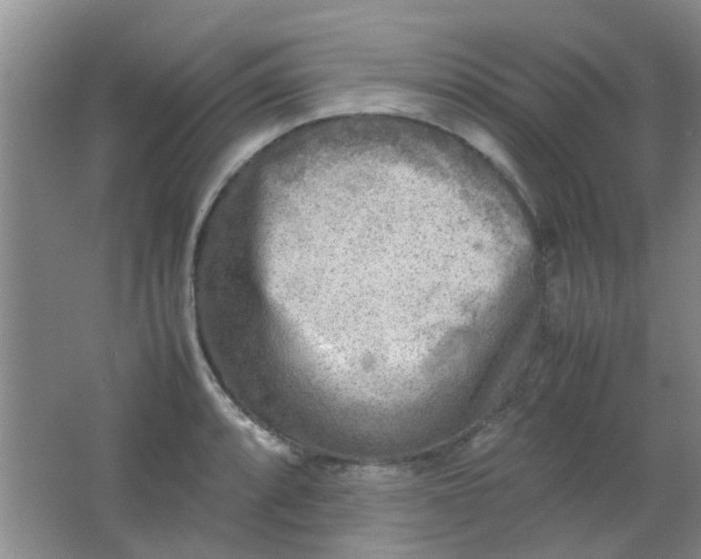 X0000062131088200512231431