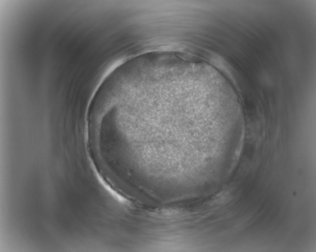 X0000062131095200512231431