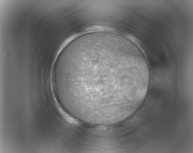 X0000062131098200512231431