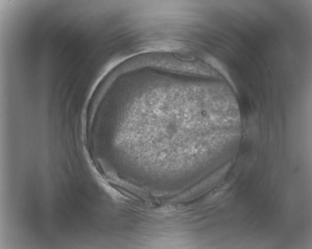 X0000062131099200512231431