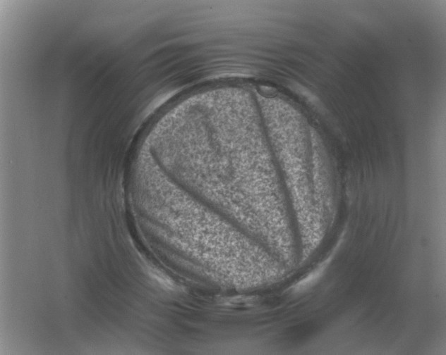 X0000062131113200512231430