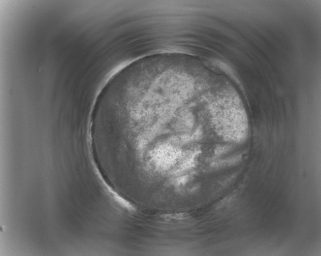 X0000062131133200512231431