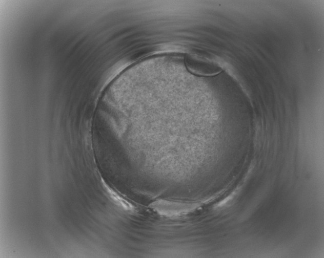 X0000062131137200512231431